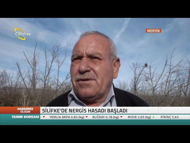 Silifke  De Nergis Hasadı Başladı - haberiniz Olsun