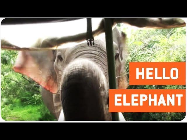Curious Elephant Says Hello to Freaked Tourists