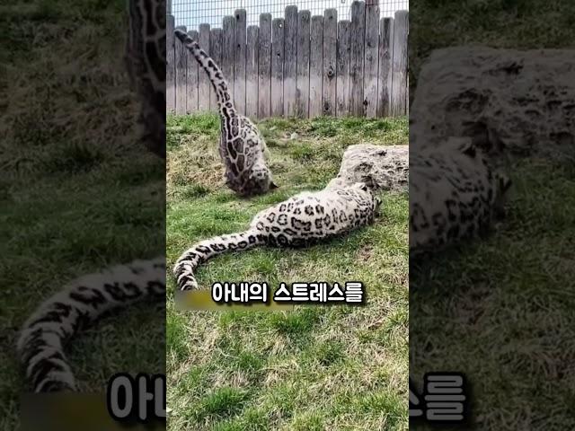 설표의 사랑