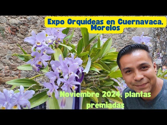 !Increíble Expo Orquídeas en Cuernavaca, plantas premiadas 2024!