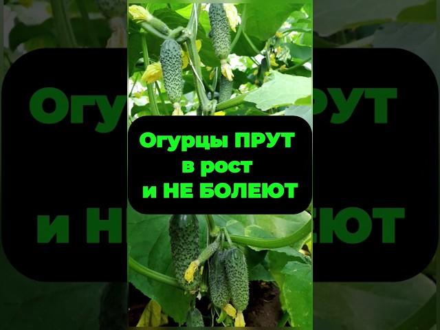 Огурцы пойдут в рост и не будут болеть!  #огород #дача #огурцы #shorts