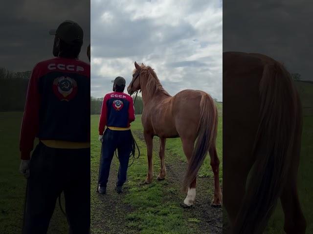 Настал этот день для лошадки