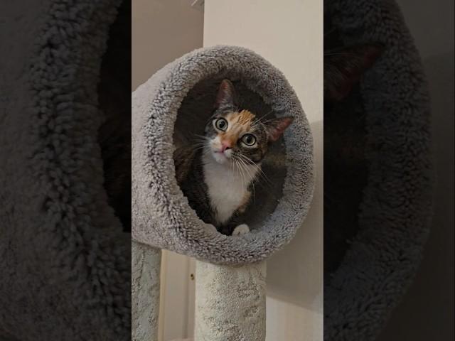 My Cat Pixie! #cat #cats #polydactylcat #tabbycalico #shorts