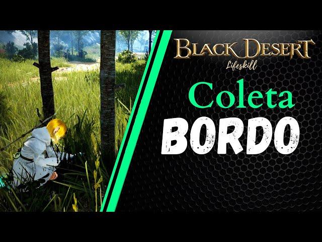 [BDO Lifeskill] Coleta: Bordo (Maple rotation)