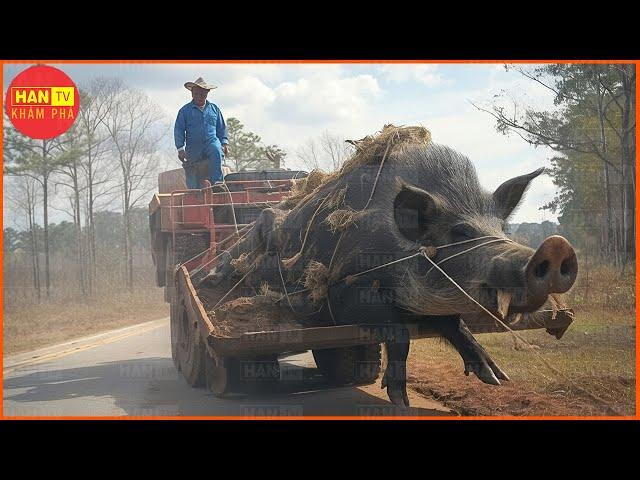 Cách Thợ Săn Mỹ Đối Phó Với Quái Vật Lợn Rừng Nặng 400 Kg Như Thế Nào?