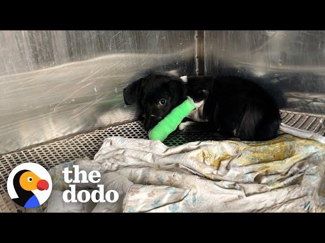 Puppy Who Went Through The Worst Gets The Best Life Ever | The Dodo