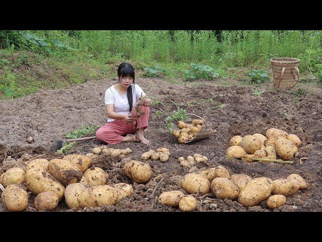 【二米炊烟】Potato. 用30天集齊土豆的全部吃法，土豆粉，彩色蝦片，土豆泥，土豆燒排骨