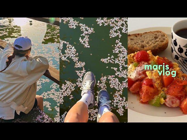 Jeju's spring with cherry blossoms, some recipes - banana pancake / avocado with egg mayo