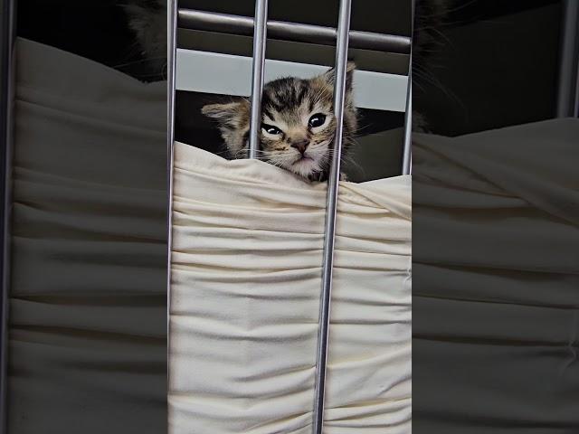 The barrier is so their heads don't get stuck between the bars - necessary for small kittens!