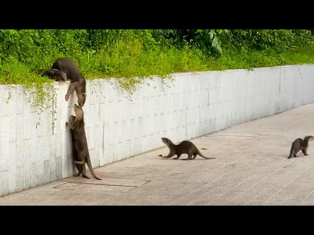 Incredible Teamwork Allows Otters to Scale Fence