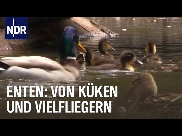 Das faszinierende Leben der Enten | Die Nordreportage | NDR Doku