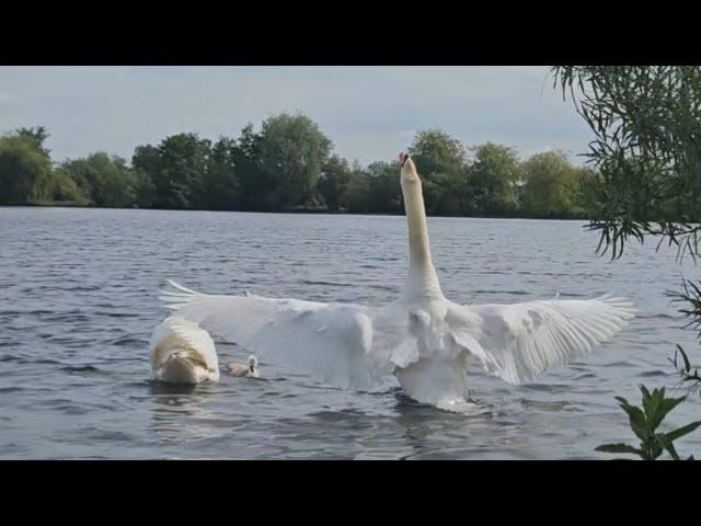 King swan brutally attacks geese causing mayhem on the lake. VERY INTENSE !