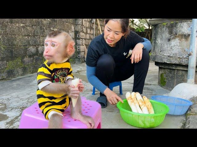 Baby monkey Tina is sitting enjoying fruit and watching her mother work.