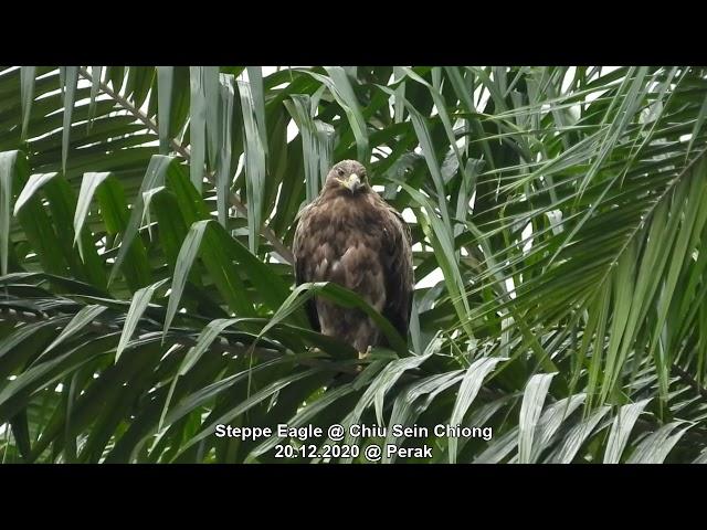 Steppe Eagle @ Chiu S C 366910