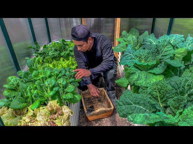 How to setup and fill deep metal raised beds without breaking the bank