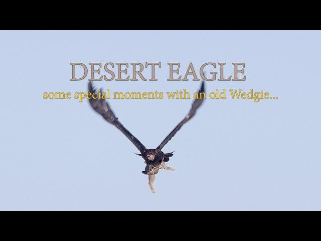 Desert Eagle - Filming an old Wedge Tailed Eagle in the Australian desert.