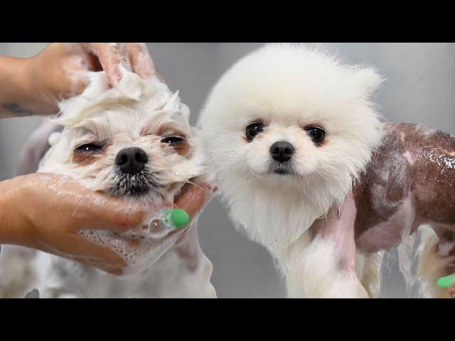 Meet My New Little Hairless Gremlin | Cute Pomeranian Dog