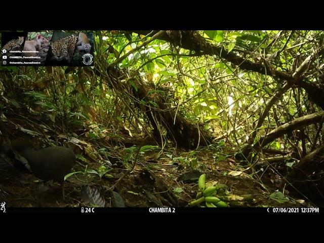 Fauna silvestre de Santo Domingo de los Tsáchilas  "Perdiz de Monte"