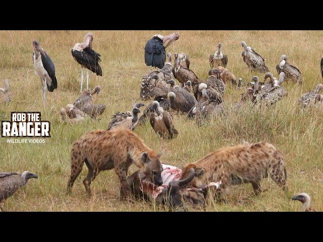 Clean-up Crew Finish A Gnu | Lalashe Maasai Mara Safari