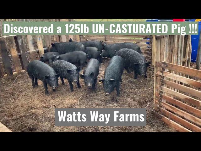 Just Discovered a 125lb UN-CASTURATED Boar in my Herd | This is NOT going to be fun!