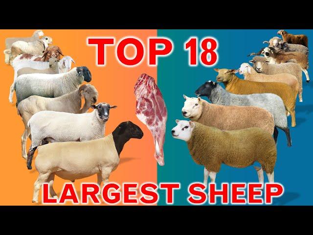 Top 18 Largest Sheep Meat Breeds in the World | Domestic Sheep Breeds | Country by Country | Ramadan