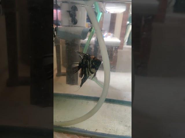 Angle fish preparing for laying eggs #short
