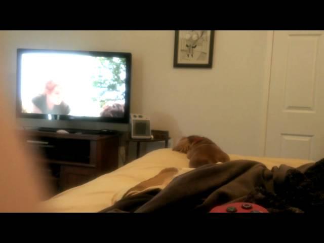 Doxie watching tv