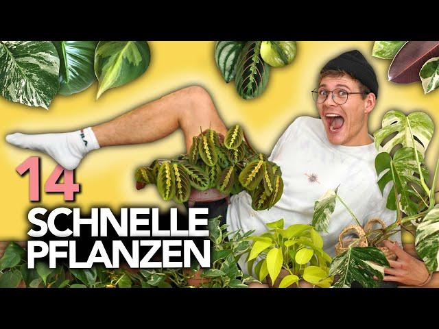 14 ZIMMER-PFLANZEN, DIE SUPER SCHNELL WACHSEN | Joey's Jungle Plants