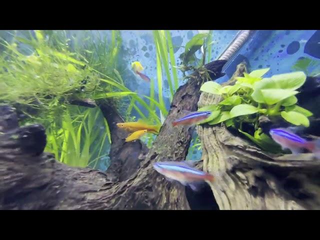 TANK DREAMS - Jozi Fishkeeper