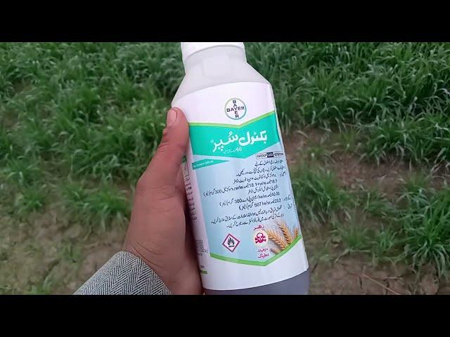 "Bectral Super by Bayer: The Ultimate Weed Control Solution for Wheat Farming!"