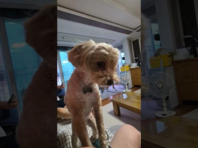 귀염 보리 #귀여운 #말티푸 #보리 #cute