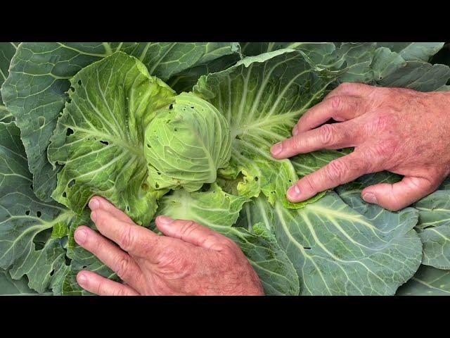 Managing diamondback moth in brassica after wet weather events