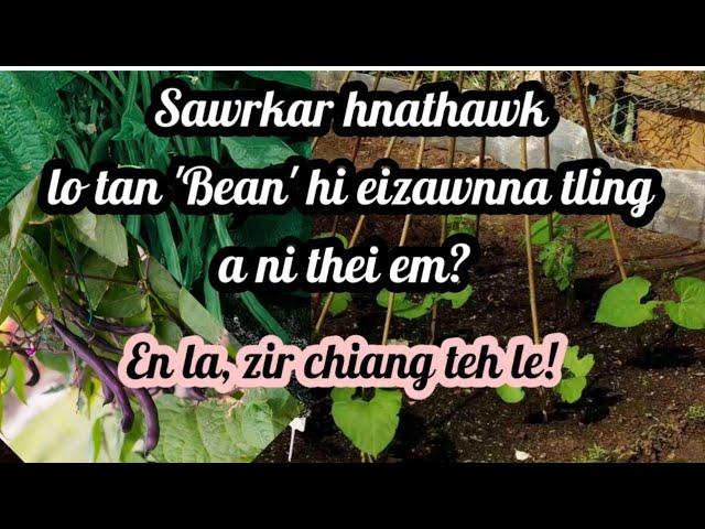 Hlâwk taka thar chhuak tura 'Bean' chin dan leh enkawl dan.