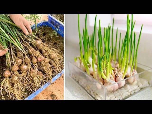 How to Grow Garlic and Harvest Bulbs at Home - Hi yield, easy and high yields