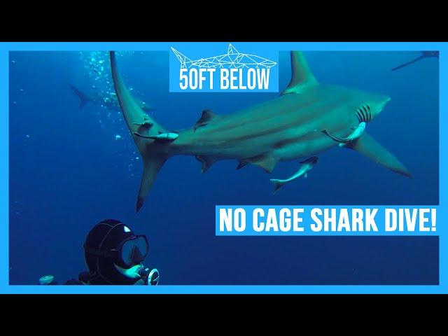 No Cage Shark Diving South Africa! | HD