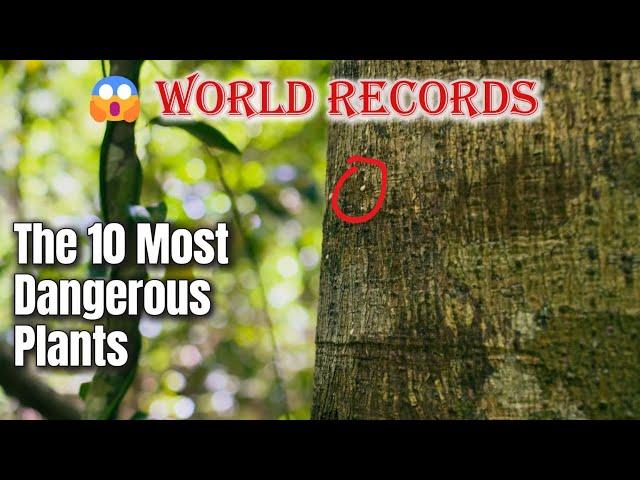 10 Plants That Can Kill You With Just One Touch: #1 Is Nature's Perfect Assassin
