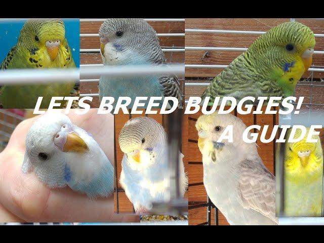 A Guide - How To Breed Budgies in an Aviary!