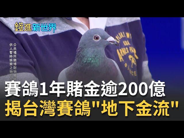 全台賽鴿一年賭金超過200億!? 北海.南海大不同 建銘曝內行人最愛玩"破無比"獎金賭得超高? ｜邱沁宜 主持｜20220217｜錢進新世界 feat.建銘