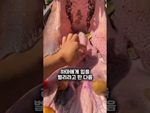 남자가 하마에게 옥수수알을 먹였습니다