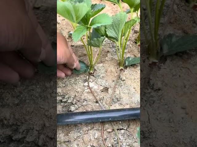 The Correct Way Of Remove Old Leaves From Strawberry Plants #satisfying #short