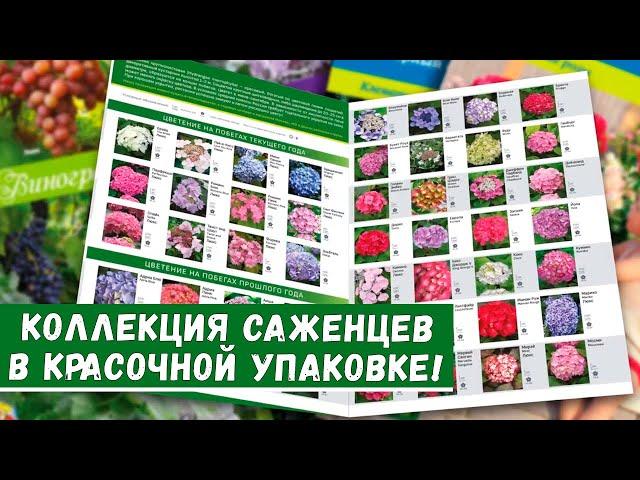 Как выбрать саженцы плодовых деревьев. Как выбрать декоративные саженцы. Где покупать саженцы.