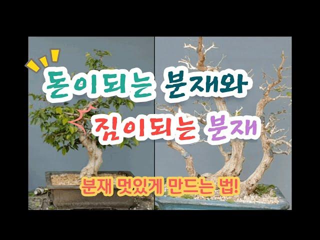 분재소재 고르는법 /돈을 벌수있는 분재와 짐이되는 분재 How to choose bonsai / How to make money and bonsai from bonsai