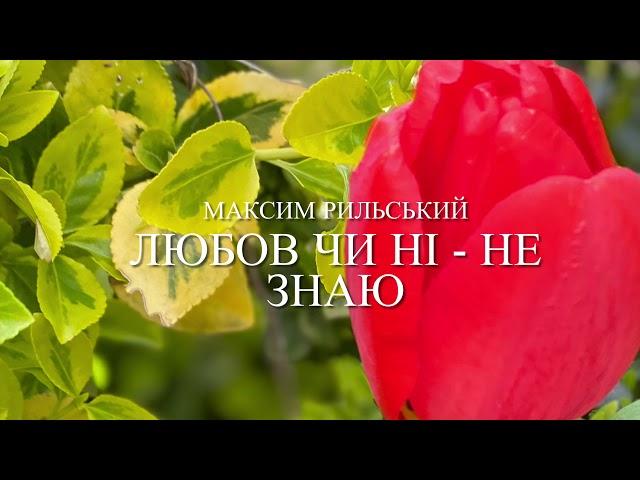 Максим Рильський «Любов чи ні - не знаю»