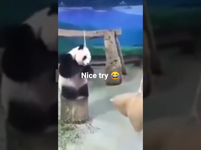 Smart panda 