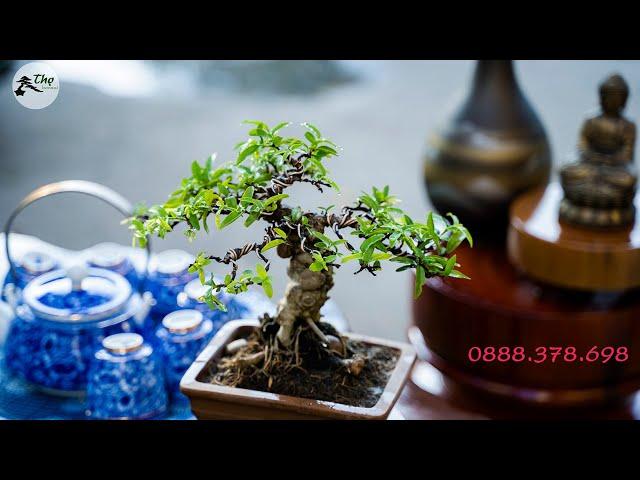 Thọ Bonsai - Cây 41 - Mai Chiếu Thủy Nu Gò Công