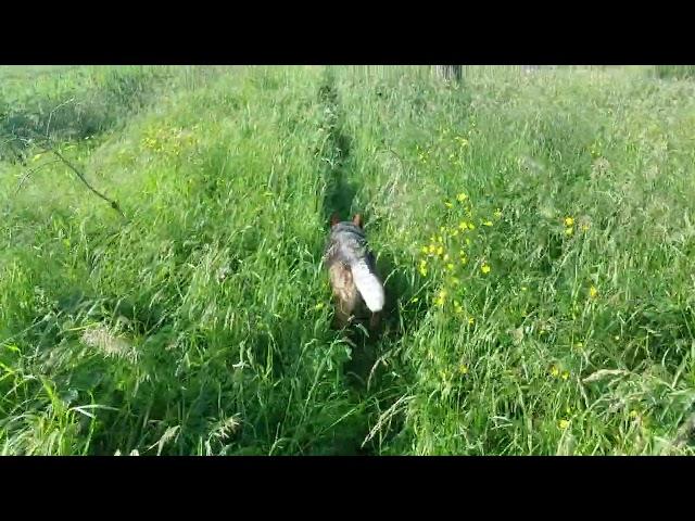 casual relaxing dog walk acd