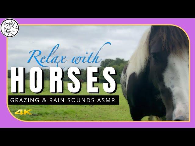 Relax with Horses | Horse sounds ASMR | Grazing Sounds | No Music