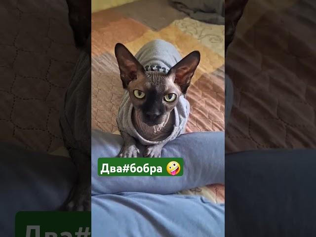 друг#Яша#Матвей#