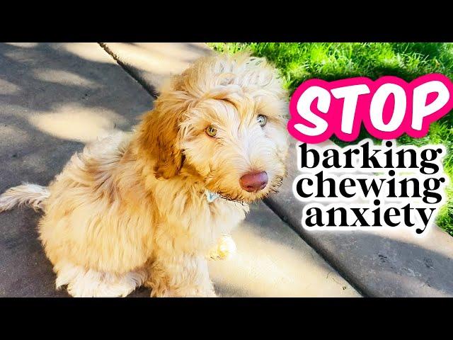 HOW TO: Train Your Puppy to be ALONE  Avoiding 3 COMMON Mistakes!