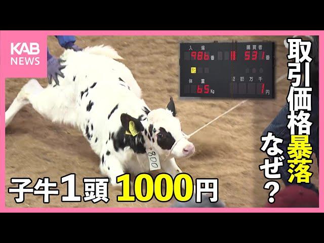 子牛が1000円で取引 「史上最悪の状況」農家からは悲鳴 一体何が？